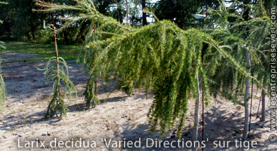 Larix decidua 'Varied Directions' sur tige