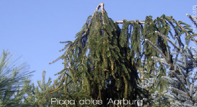 Picea abies 'Aarburg'