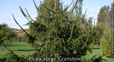 Picea abies 'Cranstonii'