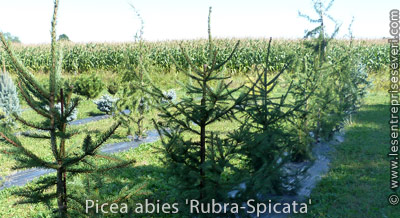 Picea abies 'Rubra-Spicata'