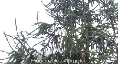 Picea abies 'Virgata'
