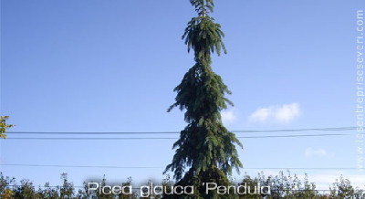 Picea glauca 'Pendula'