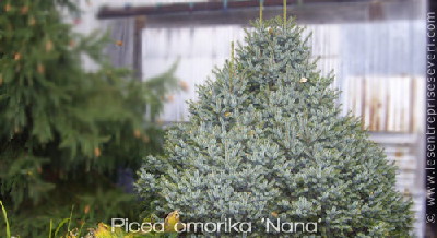 Picea omorika 'Nana' 