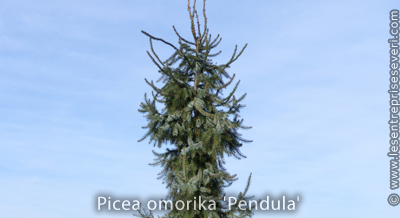 Picea omorika 'Pendula'