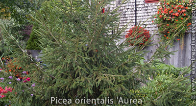 Picea orientalis 'Aurea'