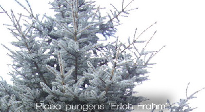 Picea pungens 'Erich Frahm'