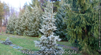 Picea pungens 'Pendula'