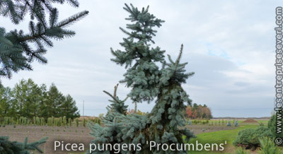 Picea pungens 'Procumbens'