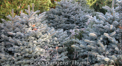 Picea pungens 'Thume'