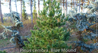 Pinus cembra 'Blue Mound'