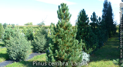 Pinus cembra 'Landis'