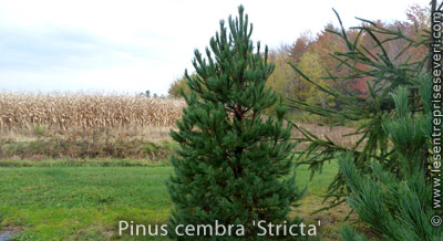 Pinus cembra 'Stricta'