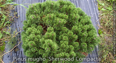 Pinus mugho 'Sherwood Compacta'