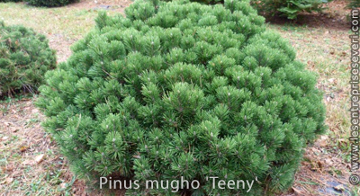 Pinus mugho 'Teeny'
