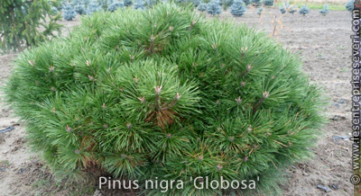 Pinus nigra 'Globosa'