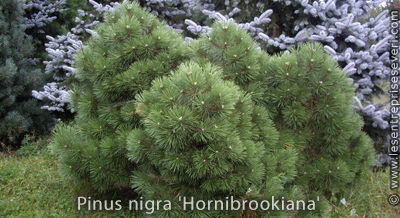 Pinus nigra 'Hornibrookiana'