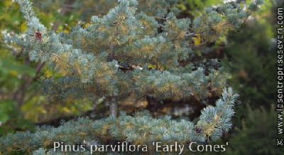 Pinus parviflora 'Early Cones'