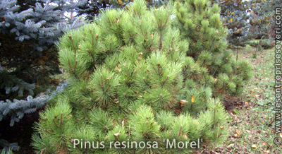 Pinus resinosa 'Morel' 