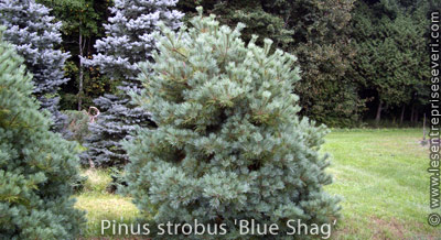 Pinus strobus 'Blue Shag’