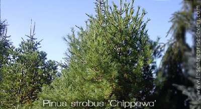 Pinus strobus 'Chippewa’