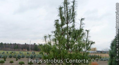 Pinus strobus 'Contorta'