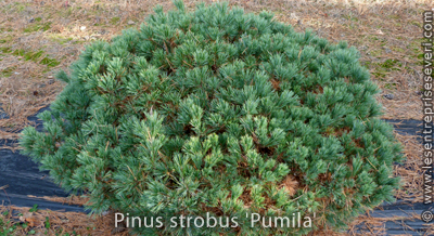 Pinus strobus 'Pumila'