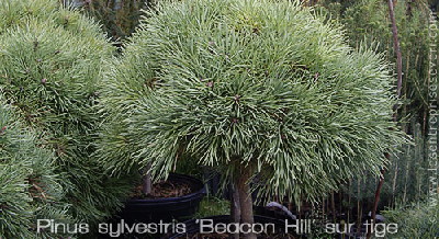 Pinus sylvestris 'Beacon Hill' sur tige