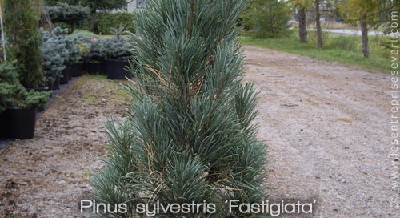 Pinus sylvestris 'Fastigiata' 