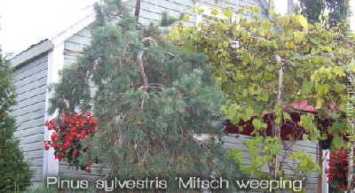 Pinus sylvestris 'Mitsch Weeping'