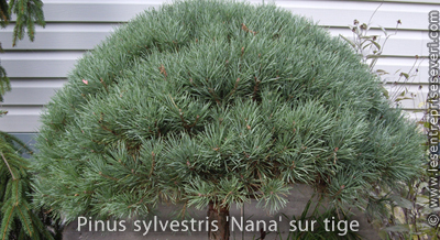 Pinus sylvestris 'Nana' sur tige