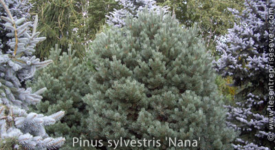 Pinus sylvestris 'Nana' 