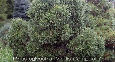 Pinus sylvestris viridis 'Compacta'